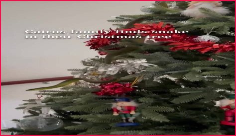 Snake appears in Christmas tree